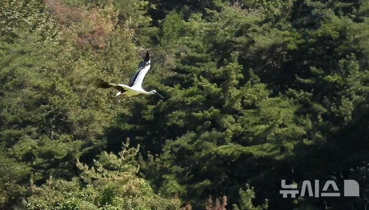 [김해=뉴시스]김해 황새 2마리 방사. (사진=김해시 제공). 2026.09.09. photo@newsis.com