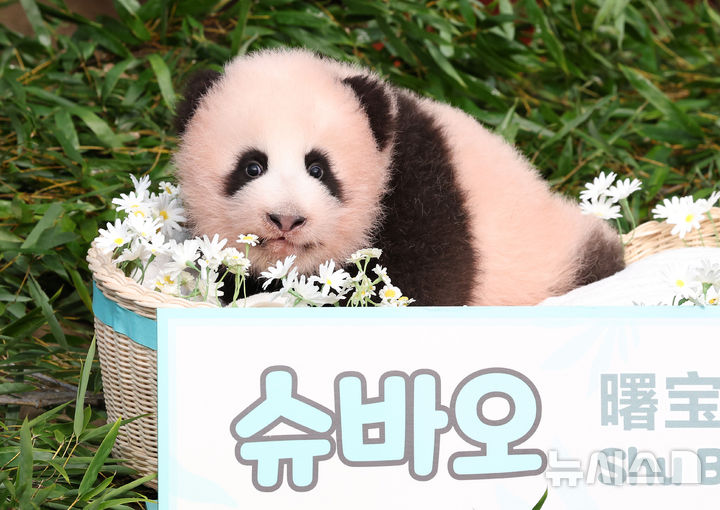 [용인=뉴시스] 김종택기자 = 올해 6월 국내 네 번째 자연 번식으로 태어나 생후 100일을 맞은 아기 판다 '슈바오'가 11일 경기 용인시 에버랜드 판다월드에서 공개되고 있다.'슈바오' 아기 판다는 2020년 푸바오와 2023년 쌍둥이 판다 루이·후이바오 등 언니들에 이어 우리나라에서 출생한 네 번째 암컷 자이언트 판다로 현재 몸무게 약 5.5kg를 기록하며 건강하게 자라고 있다. 2026.09.11. jtk@newsis.com