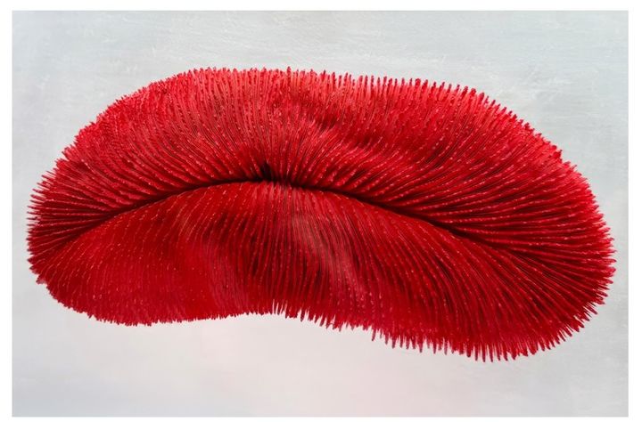 ‘THE LIPS’, 2025, Box,calcaire,acrylic glass,silicone, 24x33x13 cm *재판매 및 DB 금지