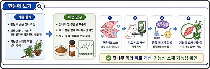[대전=뉴시스] 한의학연구원이 잣나무 잎 추출물의 근육 에너지 대사 회복, 피로 개선 효능을 확인하고 건강기능식품 소재 개발에 나섰다.(사진=한의학연구원 제공) *재판매 및 DB 금지