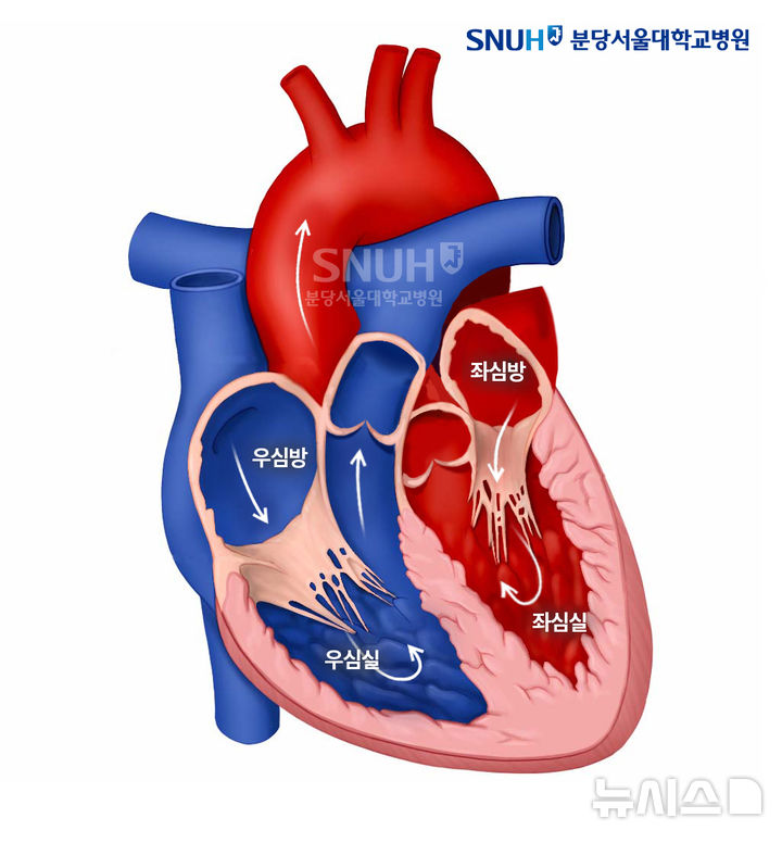 [서울=뉴시스] 심장의 구조. (사진= 분당서울대병원 제공)