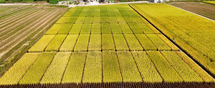 [여주=뉴시스] 여주들녘의 벼 신품종(사진=여주시 제공) 2026. 09. 16. photo@newsis.com *재판매 및 DB 금지