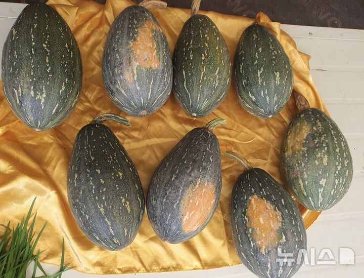 [경기광주=뉴시스] 광주시농업기술센터가 첫 수확한 남한산성면서 만차랑단호박 (사진=광주시 제공) 2026.09.16.photo@newsis.com