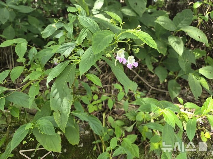 하동 금오산서 희귀·특산식물 '처진물봉선' 군락 확인
