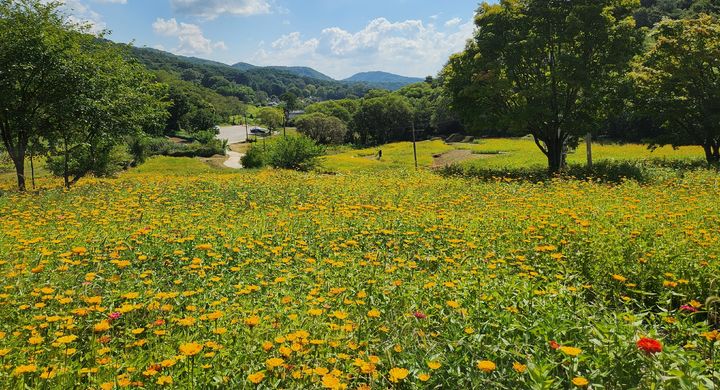 충북 청주시 상당산성 인근 산책로에 조성된 코스모스 꽃길. (사진=청주시 제공) *재판매 및 DB 금지