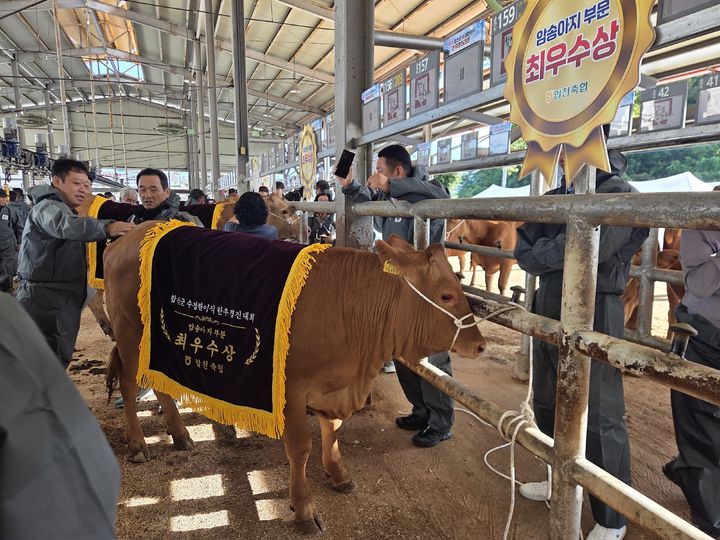 [합천=뉴시스] 합천군, 전국 최초 수정란이식 한우 경진대회 개최 (사진=합천군 제공) 2026. 09. 17. photo@newsis.com *재판매 및 DB 금지