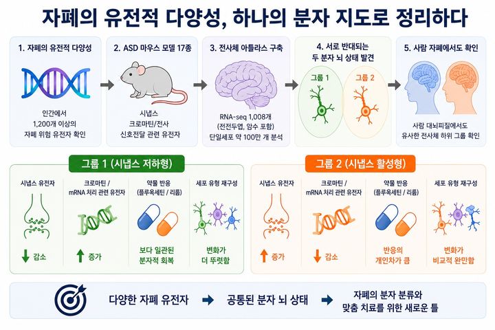 [서울=뉴시스] 윤현성 기자 = 자폐 위험 유전자 생쥐 모델에서 나타난 두 가지 상반된 분자적 뇌 상태. 기초과학연구원(IBS)과 한국과학기술정보연구원(KISTI) 연구진은 1200개가 넘는 인간 자폐 위험 유전자를 반영한 17종의 마우스 모델에서 전사체를 분석하고, 더 나아가 약 100만 개 뇌세포를 단일세포 전사체로 분석했다. (사진=과학기술정보통신부 제공) 2026.09.18. hsyhs@newsis.com *재판매 및 DB 금지
