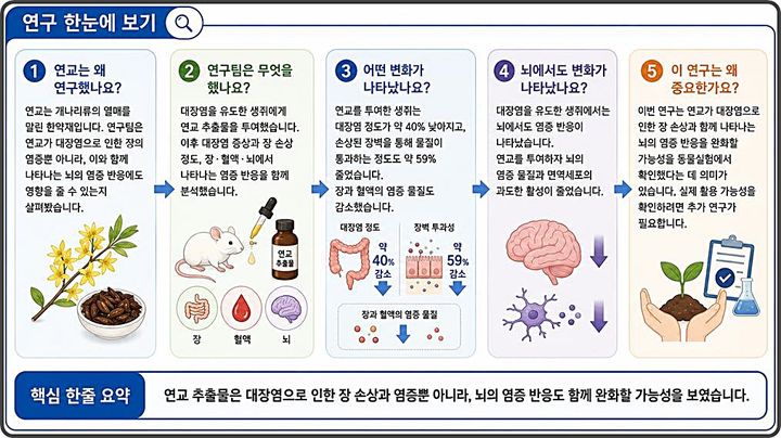 [대전=뉴시스] 한의학연구원이 동물실험을 통해 연교 추출물의 대장염으로 인한 장 염증 및 손상 완화, 혈액과 뇌에서 나타나는 염증반응 완화 효과를 확인했다.(사진=한의학연구원 제공) *재판매 및 DB 금지