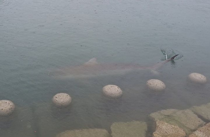 [부산=뉴시스] 18일 오전 부산 동구 북항 친수공원 해변에서 상어가 출몰했다는 내용의 신고가 접수됐다. (사진=부산해경 제공) 2026.09.18. photo@newsis.com *재판매 및 DB 금지