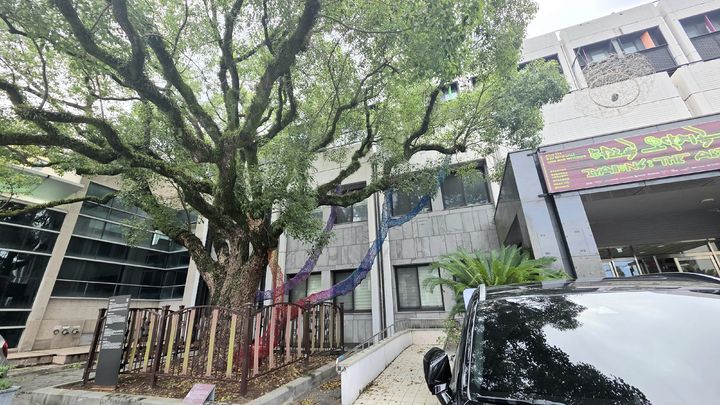 [사진=박현주 미술전문기자] 18일 옛 제주대학교병원을 리모델링한 예술공간 이아 입구의 녹나무에 설치된 김영화의 ‘날과 씨’(2026). 작가는 건물 앞뒤에 오랫동안 자리를 지켜온 두 그루의 녹나무를 철사와 색색의 털실로 감싸 신목이자 ‘우주목’으로 변용했다. 2026.09.18. hyun@newsis.com *재판매 및 DB 금지