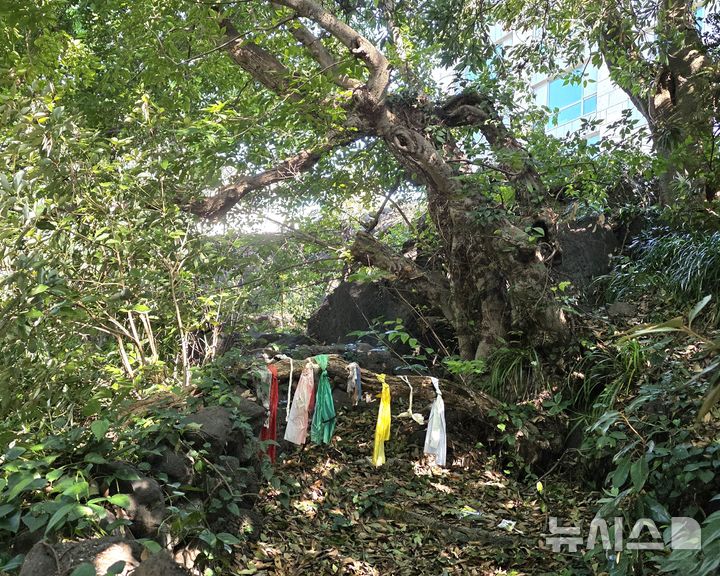 [제주=뉴시스] 임재영 기자 = 지난 6일 서귀포시 대포동 개당(어부당) 모습. 나무와 돌로 둘러싸인 신당에 색색의 지전이 걸려 있다. 해녀와 어민들은 이곳에서 종종 바다의 안전과 풍어를 기원했는데 지금은 1년에 한번 정도 굿을 하는 등 발길이 뜸하다. 2026.09.20. ijy788@newsis.com
