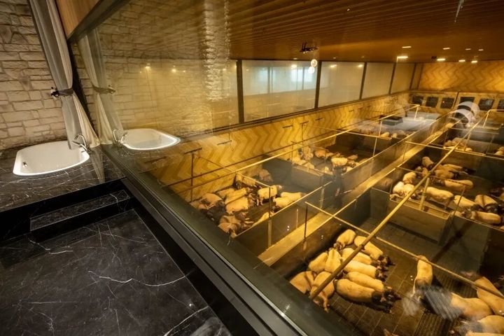 [서울=뉴시스] 돼지우리 바로 옆에서 수백 마리의 돼지를 바라보며 숙박할 수 있는 중국의 이색 객실이 화제다. (사진=중국 위챗 캡처)
