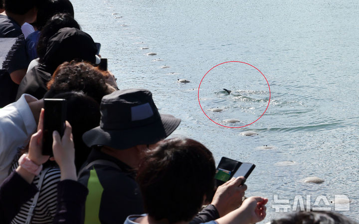  [부산=뉴시스] 하경민 기자 = 20일 부산 동구 북항 친수공원 수로에서 시민들이 유영하는 상어를 지켜보고 있다. 지난 18일부터 사흘째 출몰 중인 이 상어는 갈색 외형에 약 3.5m 크기이며, 국립수산과학원은 '무태상어'로 추정했다. 2026.09.20. yulnetphoto@newsis.com