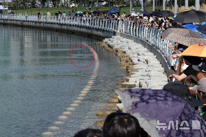  [부산=뉴시스] 하경민 기자 = 20일 부산 동구 북항 친수공원 수로에서 시민들이 유영하는 상어를 지켜보고 있다. 지난 18일부터 사흘째 출몰 중인 이 상어는 갈색 외형에 약 3.5m 크기이며, 국립수산과학원은 '무태상어'로 추정했다. 2026.09.20. yulnetphoto@newsis.com