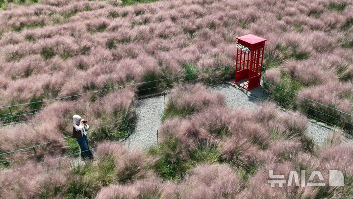 [서귀포=뉴시스] 우장호 기자 = 맑은 날씨를 보인 20일 오후 제주 서귀포시 남원읍 휴애리 자연생활공원에 가을을 알리는 핑크뮬리가 활짝 피어나 관람객들의 시선을 사로 잡고 있다. 2026.09.20. woo1223@newsis.com