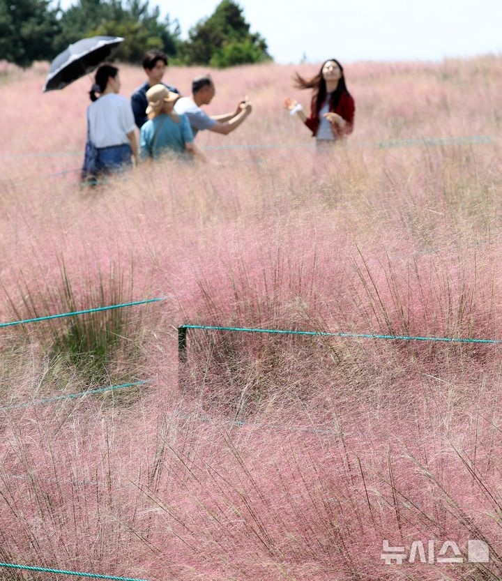 [서귀포=뉴시스] 우장호 기자 = 맑은 날씨를 보인 20일 오후 제주 서귀포시 남원읍 휴애리 자연생활공원에 가을을 알리는 핑크뮬리가 활짝 피어나 관람객들의 시선을 사로 잡고 있다. 2026.09.20. woo1223@newsis.com