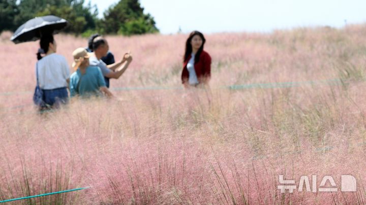 [서귀포=뉴시스] 우장호 기자 = 맑은 날씨를 보인 20일 오후 제주 서귀포시 남원읍 휴애리 자연생활공원에 가을을 알리는 핑크뮬리가 활짝 피어나 관람객들의 시선을 사로 잡고 있다. 2026.09.20. woo1223@newsis.com