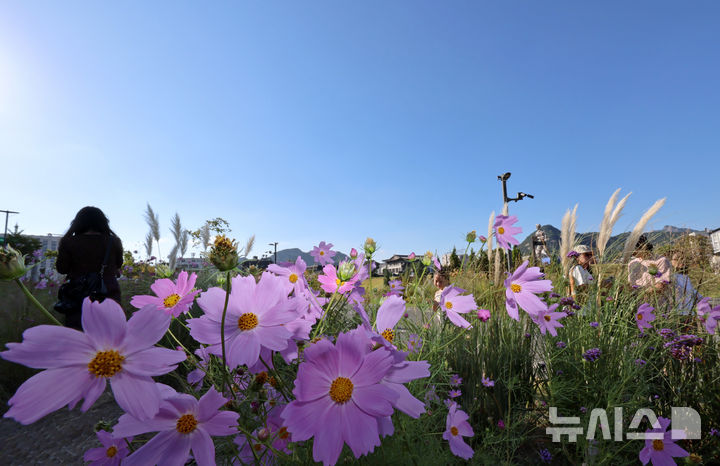 [서울=뉴시스] 조성우 기자 = 청명한 가을 날씨를 보인 20일 서울 종로구 열린송현녹지광장에 코스모스가 활짝 펴 있다. 2026.09.20. xconfind@newsis.com