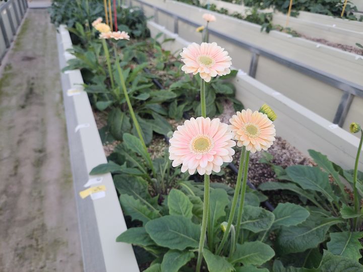 [진주=뉴시스] 경남도농업기술원, 미니 거베라 '피치벨' 재배.(사진=경남도농업기술원 제공).2026.09.21.photo@newsis.com *재판매 및 DB 금지