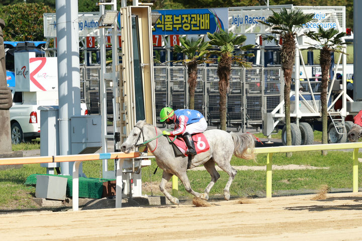[제주=뉴시스] 지난 19일 렛츠런파크 제주에서 열린 제6회 농림축산식품부장관배 대상경주에서 박성광 기수와 호흡을 맞춘 원당봉이 선두권을 추월하며 가장 먼저 결승선을 통과하고 있다. (사진=한국마사회 제주지역본부 제공) 2026.09.21. photo@newsis.com *재판매 및 DB 금지
