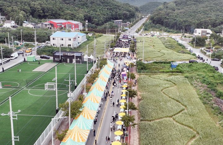 [칠곡=뉴시스] 석적읍 메밀꽃 단지. (사진=칠곡군 제공) 2026.09.21 photo@newsis.com *재판매 및 DB 금지