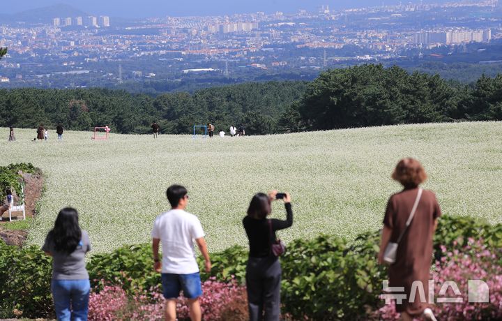 [제주=뉴시스] 우장호 기자 = 맑은 날씨를 보인 21일 오전 제주시 오라동 메밀꽃밭을 찾은 관광객들이 만개한 메밀꽃을 감상하며 가을 날씨를 만끽하고 있다. 제주도는 지난 2024년 기준 메밀 재배면적이 3236㏊(헥타아르)로 전국 재배면적의 87%를 차지하는 최대 주산지다. 2026.09.21. woo1223@newsis.com