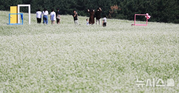 [제주=뉴시스] 우장호 기자 = 맑은 날씨를 보인 21일 오전 제주시 오라동 메밀꽃밭을 찾은 관광객들이 만개한 메밀꽃을 감상하며 가을 날씨를 만끽하고 있다. 제주도는 지난 2024년 기준 메밀 재배면적이 3236㏊(헥타아르)로 전국 재배면적의 87%를 차지하는 최대 주산지다. 2026.09.21. woo1223@newsis.com