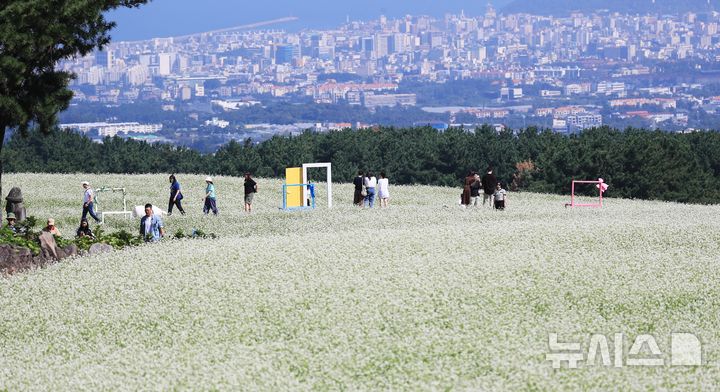 [제주=뉴시스] 우장호 기자 = 맑은 날씨를 보인 21일 오전 제주시 오라동 메밀꽃밭을 찾은 관광객들이 만개한 메밀꽃을 감상하며 가을 날씨를 만끽하고 있다. 제주도는 지난 2024년 기준 메밀 재배면적이 3236㏊(헥타아르)로 전국 재배면적의 87%를 차지하는 최대 주산지다. 2026.09.21. woo1223@newsis.com