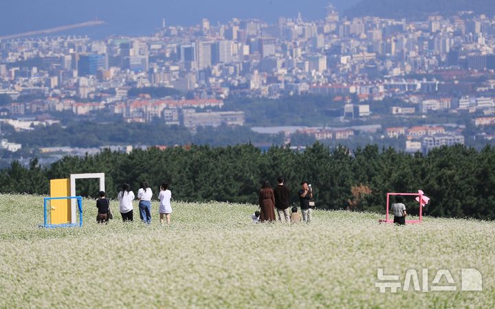 [제주=뉴시스] 우장호 기자 = 맑은 날씨를 보인 21일 오전 제주시 오라동 메밀꽃밭을 찾은 관광객들이 만개한 메밀꽃을 감상하며 가을 날씨를 만끽하고 있다. 제주도는 지난 2024년 기준 메밀 재배면적이 3236㏊(헥타아르)로 전국 재배면적의 87%를 차지하는 최대 주산지다. 2026.09.21. woo1223@newsis.com