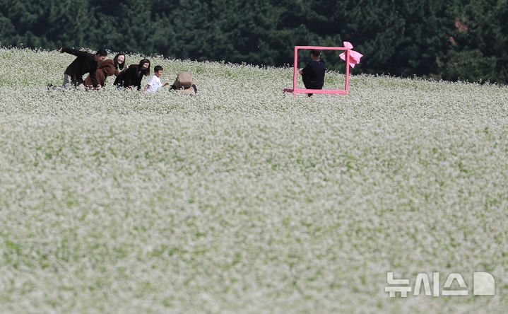 [제주=뉴시스] 우장호 기자 = 맑은 날씨를 보인 21일 오전 제주시 오라동 메밀꽃밭을 찾은 관광객들이 만개한 메밀꽃을 감상하며 가을 날씨를 만끽하고 있다. 제주도는 지난 2024년 기준 메밀 재배면적이 3236㏊(헥타아르)로 전국 재배면적의 87%를 차지하는 최대 주산지다. 2026.09.21. woo1223@newsis.com