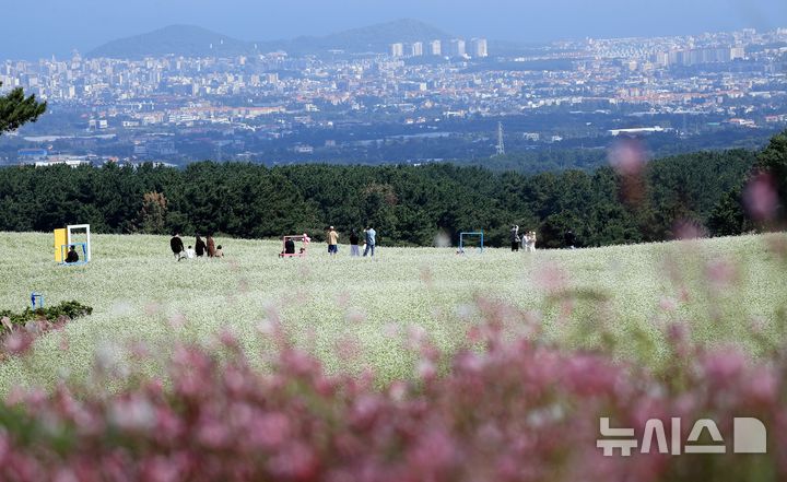 [제주=뉴시스] 우장호 기자 = 맑은 날씨를 보인 21일 오전 제주시 오라동 메밀꽃밭을 찾은 관광객들이 만개한 메밀꽃을 감상하며 가을 날씨를 만끽하고 있다. 제주도는 지난 2024년 기준 메밀 재배면적이 3236㏊(헥타아르)로 전국 재배면적의 87%를 차지하는 최대 주산지다. 2026.09.21. woo1223@newsis.com