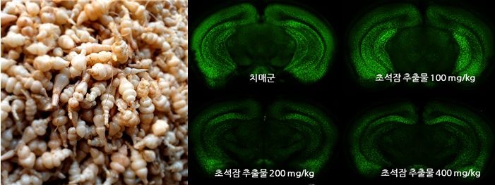 [목포=뉴시스]초석잠(왼쪽)과 초석잠 추출물 베타아밀로이드 억제 효과. (사진=국립호남권생물자원관 제공) 2026.09.22. photo@newsis.com *재판매 및 DB 금지