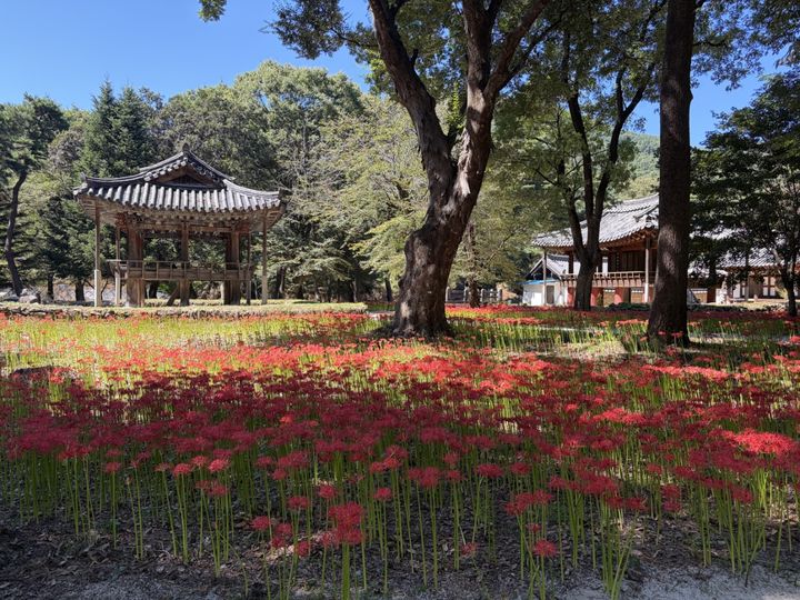 [거창=뉴시스] 경남 거창군 북상면 갈계숲, 꽃무릇 만개. (사진=거창군 제공) 2026.09.22. photo@newsis.com *재판매 및 DB 금지