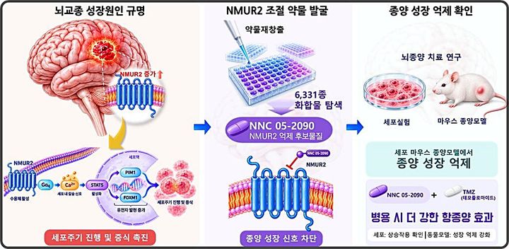 [대전=뉴시스] 교종의 새로운 치료표적 NMUR2 규명과 억제 후보물질 발굴 연구도. 생명연구원이 교종에서 높게 발현되는 세포막 수용체 NMUR2가 세포주기 진행과 종양세포 증식을 촉진한다는 사실을 규명하고 억제 후보물질을 발굴했다.(사진=생명연구원 제공) *재판매 및 DB 금지