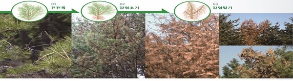 [서울=뉴시스] 소나무재선충병 양상. (사진=서울시 제공) 2026.09.22. photo@newsis.com *재판매 및 DB 금지