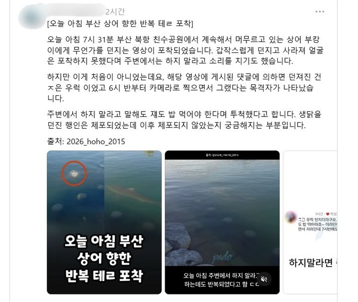 [부산=뉴시스] 부산 북항 친수공원 수로에 머물고 있는 상어를 향해 한 시민이 무언가를 던지고 있다. (사진=스레드 캡처) 2026.09.23. *재판매 및 DB 금지