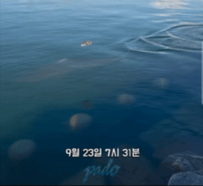 [서울=뉴시스] 지난 23일 부산 북항 친수공원에 머물고 있는 상어 ‘부캉이’를 향해 한 시민이 죽은 생선으로 추정되는 물체를 던지는 모습이 담긴 영상이 공개됐다. (영상출처: 스레드 캡처)2026.09.24. 