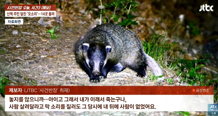 [서울=뉴시스]충북 제천 시민공원에서 산책하던 70대 여성이 오소리에게 공격을 당하는 일이 발생했다. (사진=JTBC '사건반장' 캡처) 2026.09.24