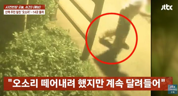 [서울=뉴시스]충북 제천 시민공원에서 산책하던 70대 여성이 오소리에게 공격을 당하는 일이 발생했다. (사진=JTBC '사건반장' 캡처) 2026.09.24