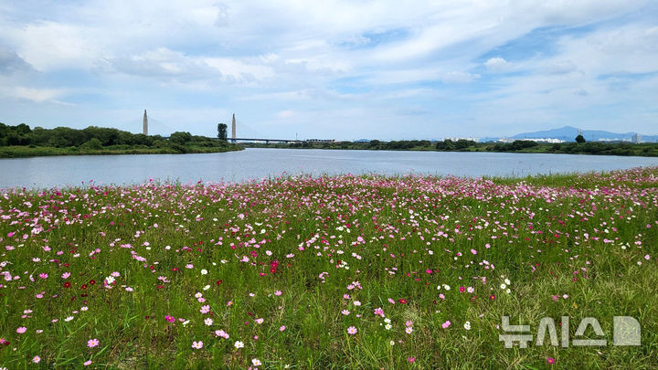 [나주=뉴시스] 이창우 기자=나주 영산포에서 영산강을 따라 상류로 약 2.4㎞를 거슬러 올라가면 옛 포구 노항포(路項浦)가 있던 질목구비가 나온다. 사진 왼쪽 들판이 '방목들'로 전해진다. 2026.09.26. lcw@newsis.com