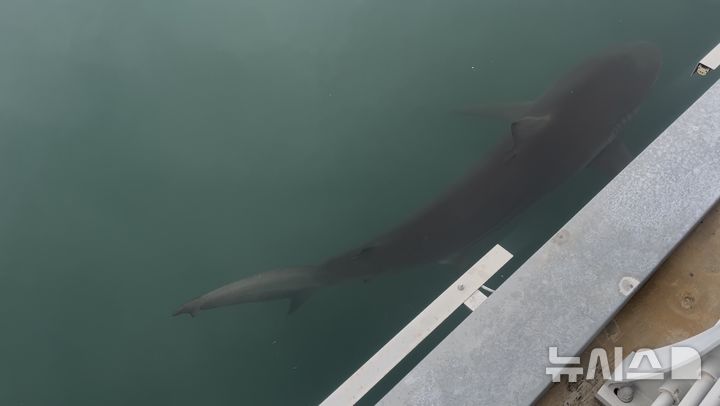 [부산=뉴시스] 진민현 기자 = 27일 오전 부산 동구 북항 친수공원 수로에서 유영하는 상어 '부캉이'. 지난 18일부터 출몰 중인 이 상어는 갈색 외형에 약 3.5m 크기이며, 국립수산과학원은 '무태상어'로 추정했다. 2026.09.27 truth@newsis.com