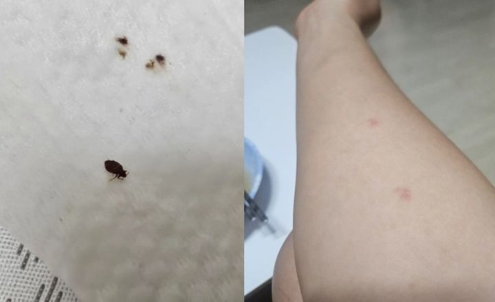 [서울=뉴시스]부산의 한 찜질방을 다녀온 뒤 집에서 빈대를 발견했다는 사연이 전해졌다.(사진=스레드 캡처) 2026.09.27