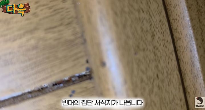 [서울=뉴시스]부산의 한 찜질방 벽 틈 등에서 빈대가 발견된 모습. (사진=유튜브 '다흑' 캡처) 2026.09.27