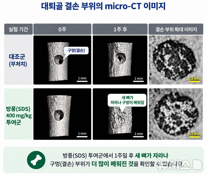 [서울=뉴시스] 대퇴골 결손부위 micro-CT 촬영 결과, 방풍을 투여하지 않은 무처치군(위)은 골절로 생긴 구멍이 그대로 남아있었다. 반면 방풍(SDS) 400㎎/㎏ 투여군(아래)은 새로운 뼈가 자라나 구멍 대부. (사진= 자생한방병원 제공)