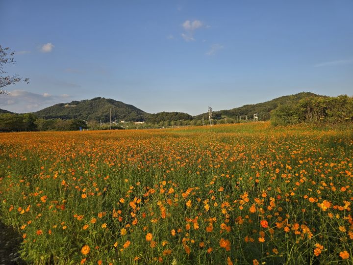 [여주=뉴시스] 대신섬 경관농업단지에 만개한 코스모스 물결(사진=여주시 제공) 2026. 09. 29. photo@newsis.com *재판매 및 DB 금지
