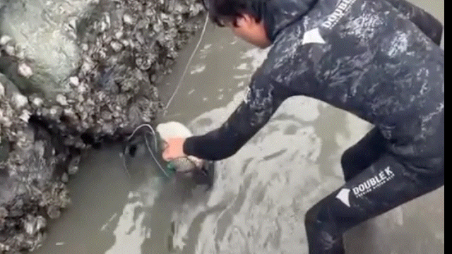 [여수=뉴시스] 잠수복을 입은 어민 A씨가 전남 여수에서 통발 안에 갇혀 있던 고양이를 구조하고 있다. (사진=인스타그램 ‘여수 하루호’ 갈무리) 2026.09.29. *재판매 및 DB 금지