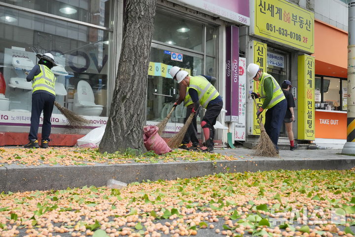 [부산=뉴시스] 하경민 기자 = 29일 부산 부산진구의 한 도로변에서 구청 관계자들이 은행나무 열매를 채취하고 있다.부산시는 가을철 도심 악취와 도로 및 인도 오염으로 인한 시민 불편을 최소화하기 위해 하루 평균 250여명을 투입해 가로수로 식재된 은행나무 총 3만3000주 중 암나무 1만주의 열매를 수거한다. (사진=부산진구 제공) 2026.09.29. photo@newsis.com