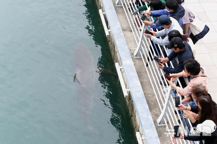 [부산=뉴시스] 하경민 기자 = 29일 오전 부산 동구 북항친수공원 수로에 12일째 머물고 있는 상어 '부캉이'에 대한 외해 유도 작업 현장을 찾은 시민들이 부캉이를 보고 있다. 2026.09.29. yulnetphoto@newsis.com