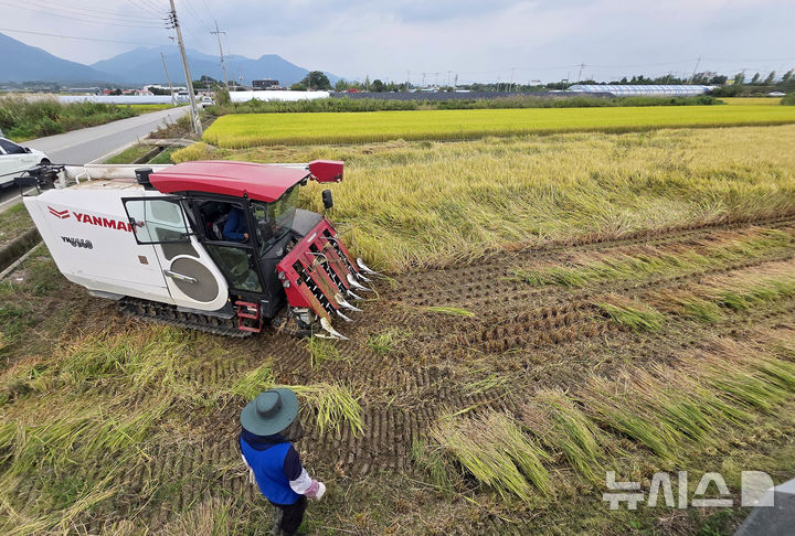 [전남광주=뉴시스] 29일 오전 전남광주 북구 건국동 신룡마을 들녘에서 농부들이 벼를 수확하고 있다. (사진=전남광주 북구 제공) 2026.09.29. photo@newsis.com