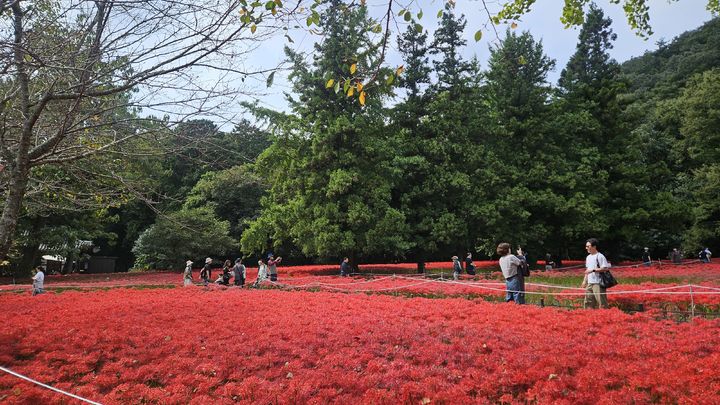 [고창=뉴시스] 꽃무릇이 만개한 선운산에 많은 관광객들 찾아와 붉은 융단의 절경을 즐기고 있다. *재판매 및 DB 금지